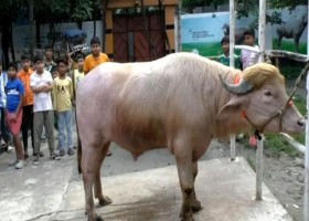 আমাদেরজাগরণ